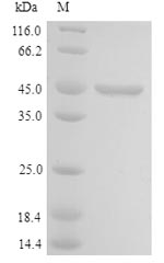 Human LYAR protein
