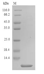 Insect PNTx4 protein