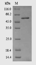 Rat Acaca protein