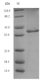 Insect Glutathione S-transferase protein
