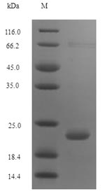Pig PMAP36 protein
