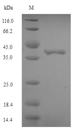 E. coli efp protein
