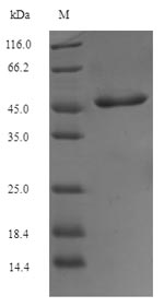 Insect Tropomyosin protein