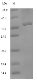 Cow MTHFD2 protein