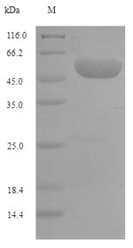 Monkey MTHFD1 protein