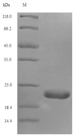 Mouse Txndc12 protein
