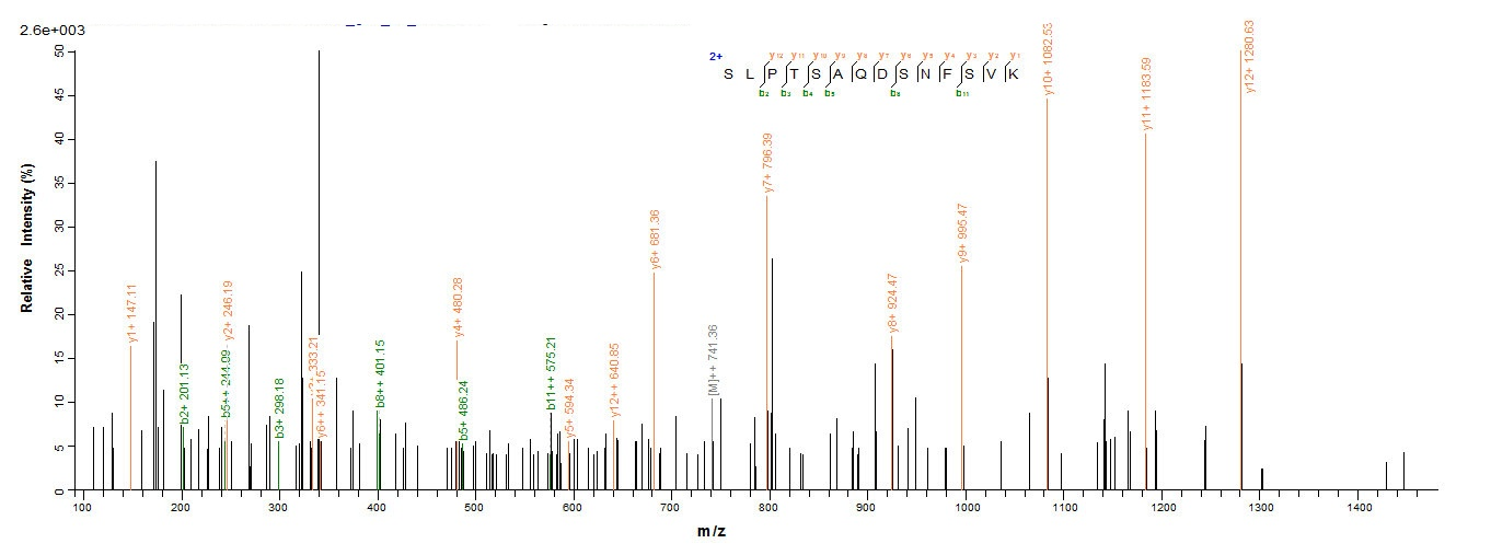 Human BLLF1 protein