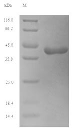 Plant SUS1 protein