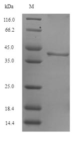Mouse SPS1 protein