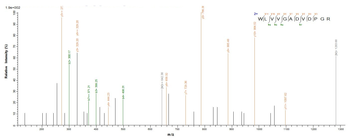 Bacterial tmk protein
