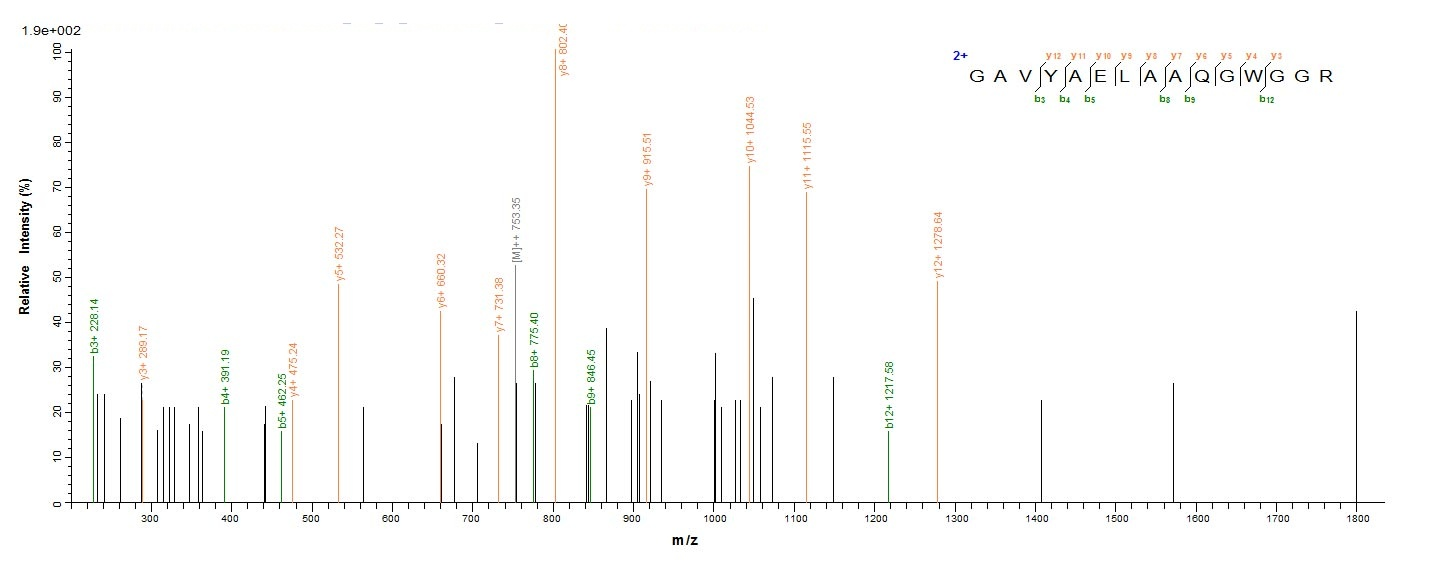 Bacterial tmk protein