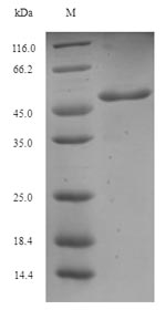 Fungi AFUA_4G09580 protein