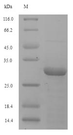 Drosophila Trx-2 protein