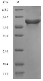 Rat Acaca protein