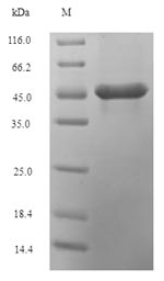 Plant SH-1 protein