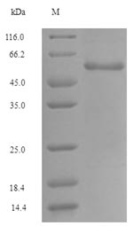 Human GLS protein