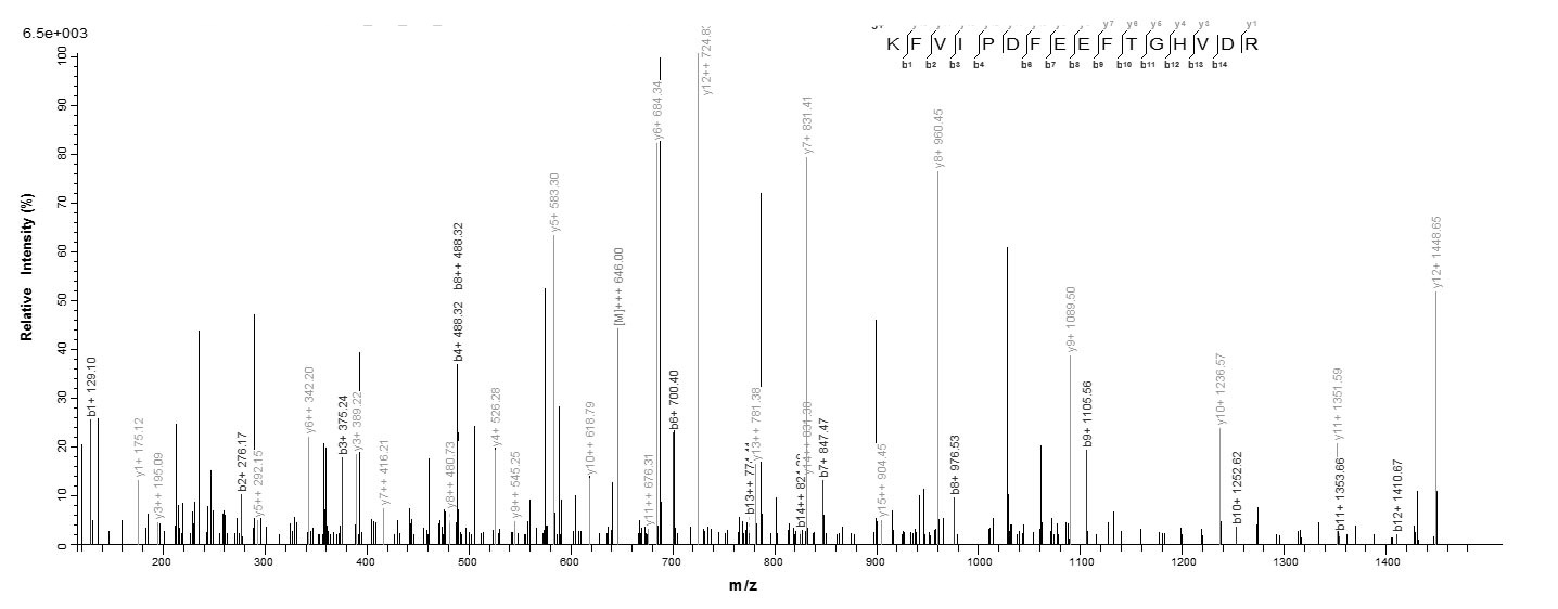 Human GLS2 protein