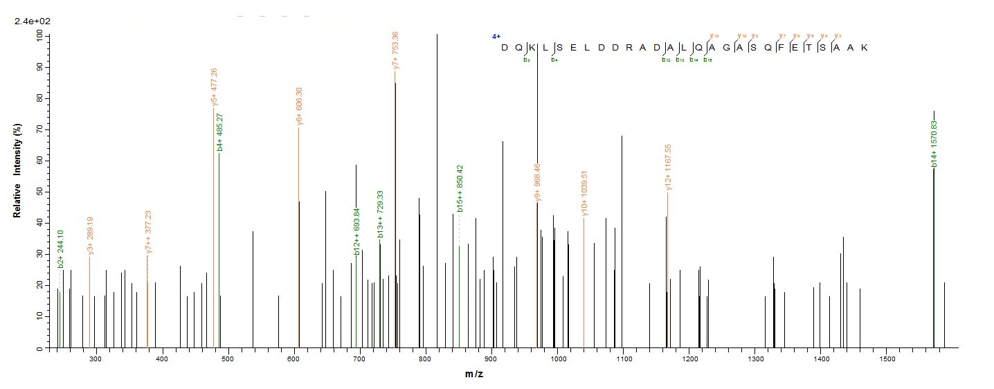 Human VAMP2 protein