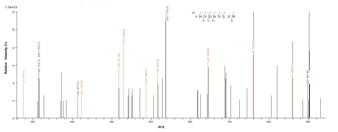 Human VAMP2 protein