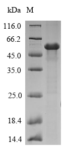 Fungi AFUA_2G03830 protein