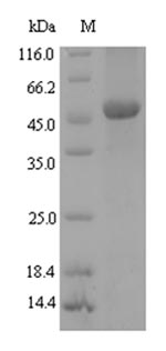 Bacterial cobB protein