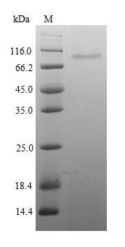 Mouse Itgb1 protein