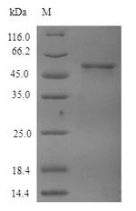Human TUBB4A protein