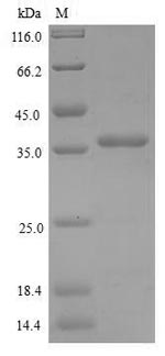 Drosophila bnk protein