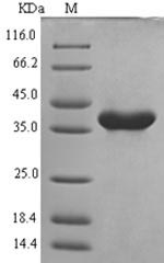 Mouse Cryopyrin protein