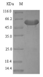 Mouse Pdgfd protein