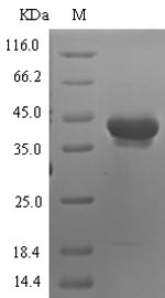Human PRSS12 protein