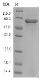 Human FAM46C protein