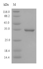 Guinea Pig CD46 protein