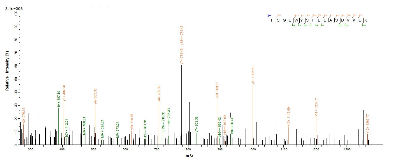 Cat Fel d 4 protein