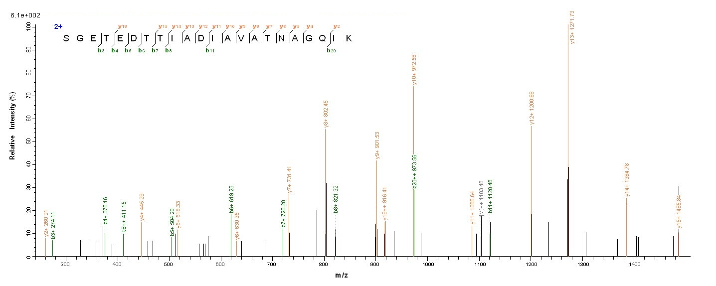 Bacterial eno protein