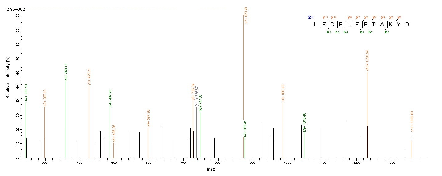 Bacterial eno protein