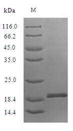 Fungi HSP70 protein