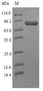 Bacterial p37 protein
