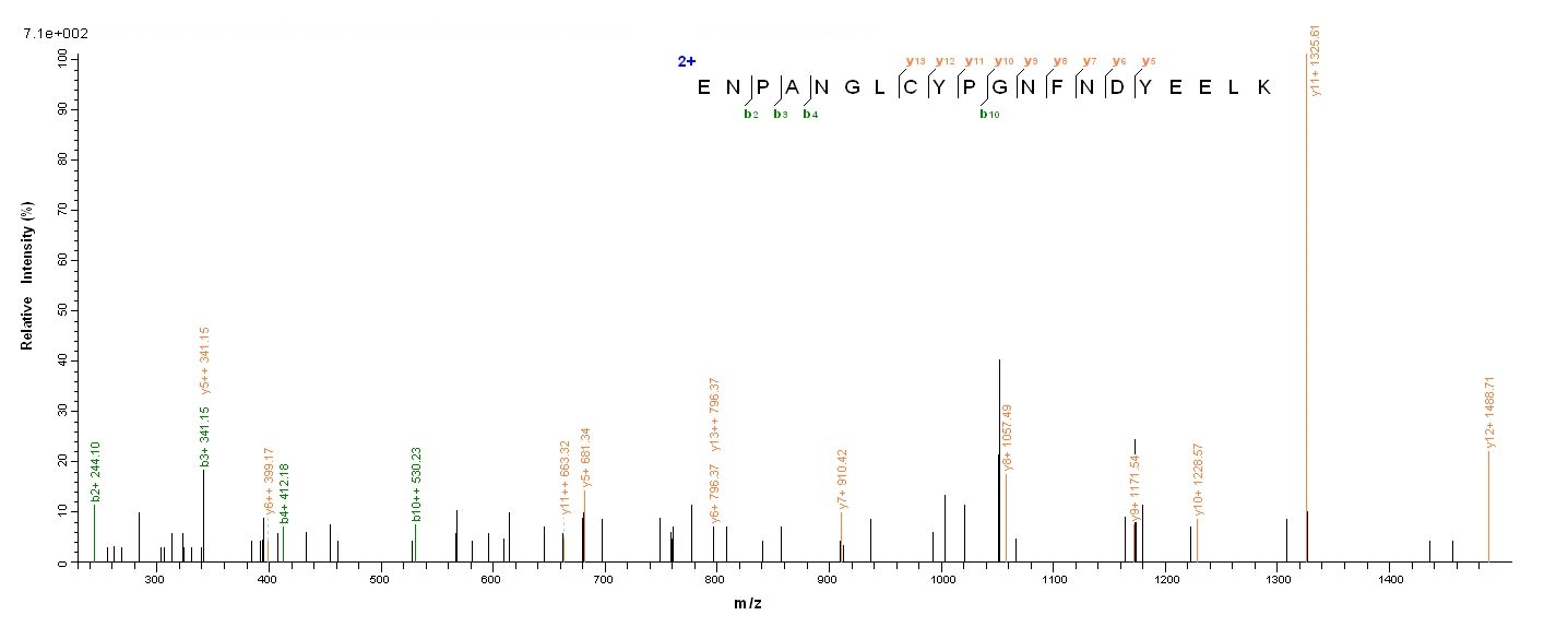 Viral HA protein