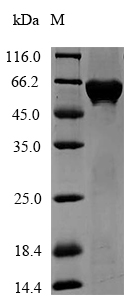 Bacterial aroA protein