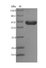 Mouse Ywhaz protein