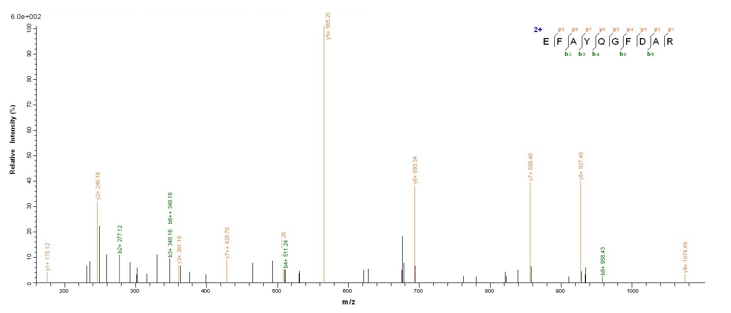 Viral Nucleoprotein protein
