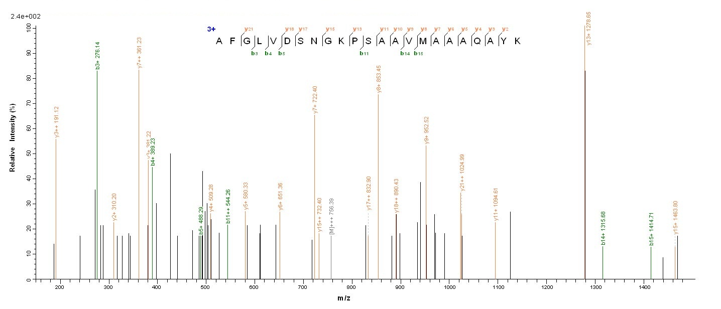 Viral Nucleoprotein protein