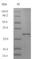 Bacterial clpC protein
