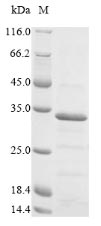 Chicken VP3 protein