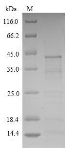 Animal Tachylectin-2 protein