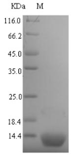 Bacterial ptsH protein