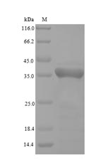Monkey GPX4 protein