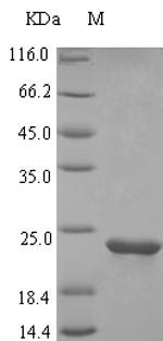 Rat Ostn protein