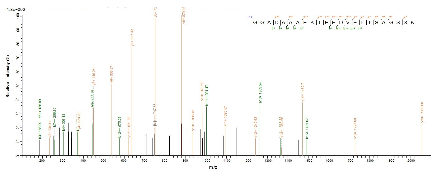 Bacterial rplL protein